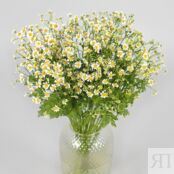 Матрикария кустовая ромашка 87456 фото 1