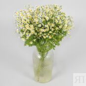 Матрикария кустовая ромашка 87456 фото 2