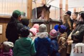 Экскурсия на конюшню «В гостях у Тети Лошади»